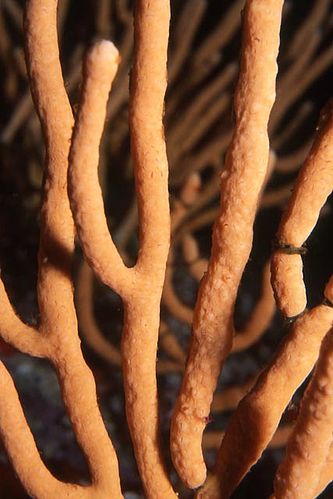 Nippled sea fan